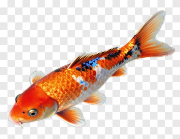 Colorful Koi Fish PNG