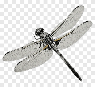 Realistic Dragonfly Illustration PNG