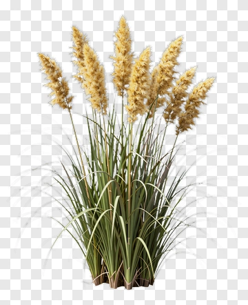Pampas Grass Bundle PNG