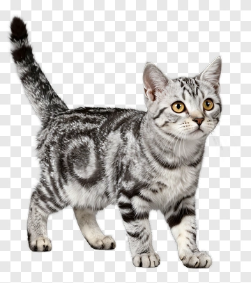 Gray Tabby Cat Standing PNG