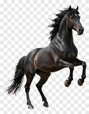 Black Horse Rearing Up PNG