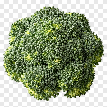 Fresh Broccoli Head PNG