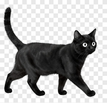 Black Cat Walking PNG