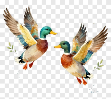 Colorful Ducks Flying Together PNG