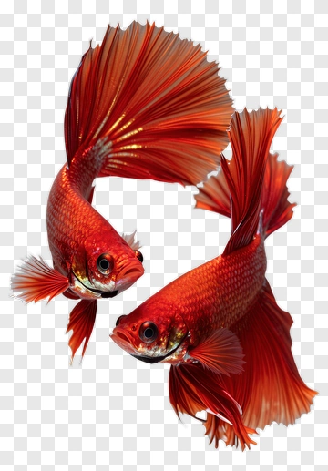 Goldfish Swimming Together PNG