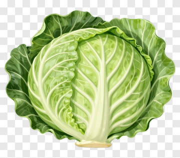 Fresh Green Cabbage PNG