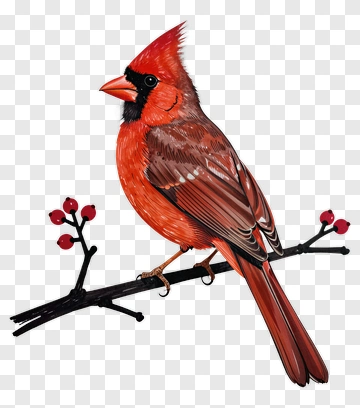 Red Cardinal Sitting On A Branch PNG