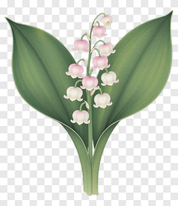 Lily Of The Valley Flower Arrangement PNG