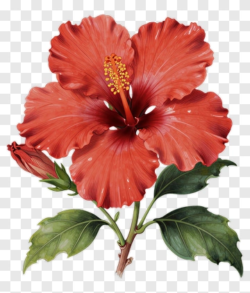 Red Hibiscus Flower PNG