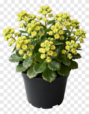 Flowering Kalanchoe Plant In A Pot PNG