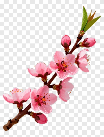 Pink Cherry Blossom Branch PNG