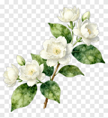 Watercolor White Flower Branch PNG