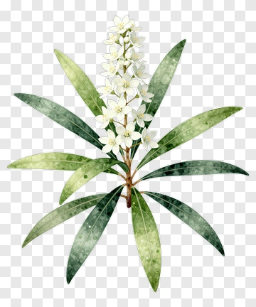 Flowering Plant With Green Leaves PNG