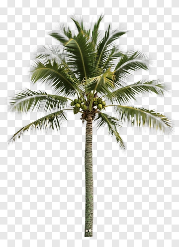 Coconut Palm Tree PNG