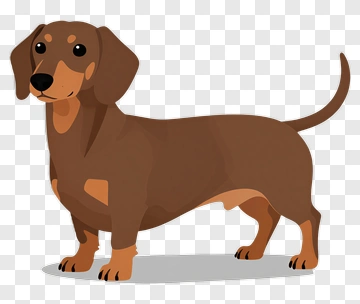 Cartoon Dachshund Dog PNG