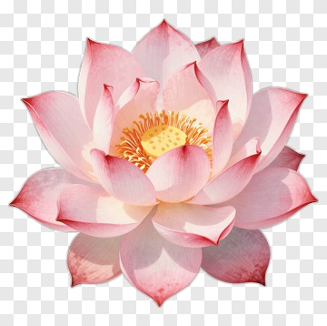 Pink Lotus Flower PNG