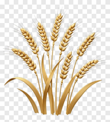 Golden Wheat Stalks PNG
