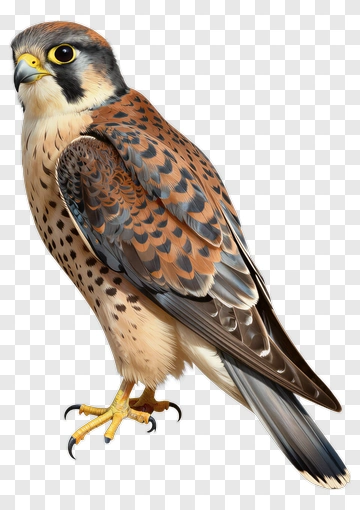 Realistic Falcon Bird PNG