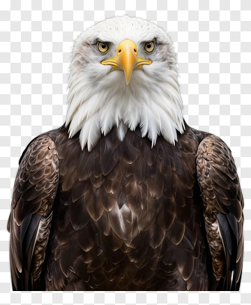 Bald Eagle Portrait PNG