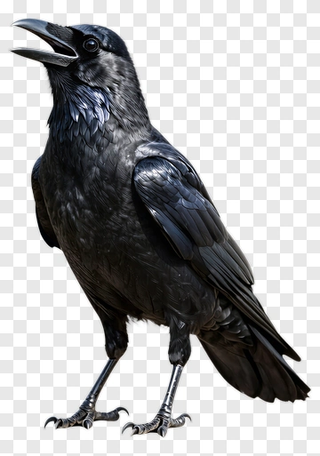 Realistic Black Raven PNG