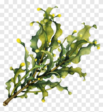 Watercolor Mistletoe Branch PNG