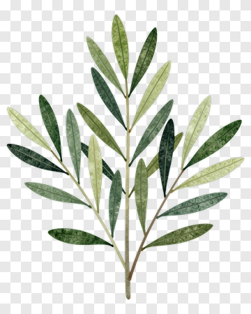 Green Olive Branch PNG