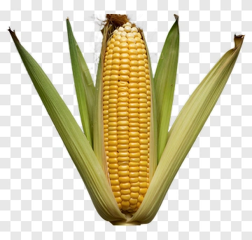 Fresh Corn On The Cob PNG