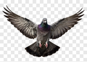 Flying Pigeon PNG