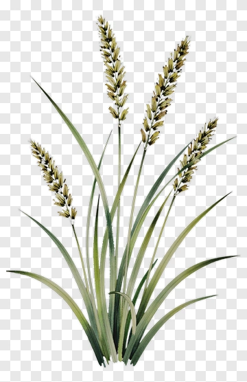 Wheat Plant With Tall Green Stems And Grain Heads PNG