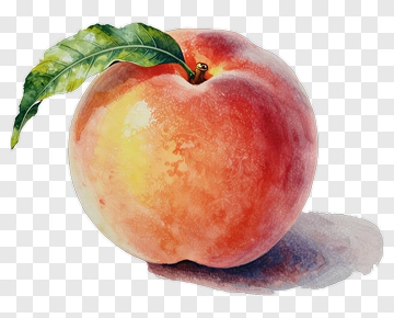 Watercolor Peach With Leaf PNG