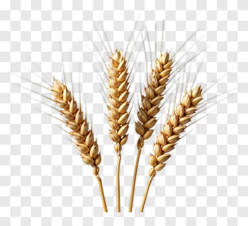 Wheat Stalks PNG