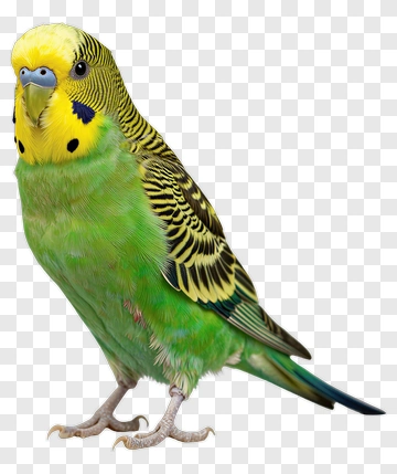 Green Budgerigar With Yellow Head PNG