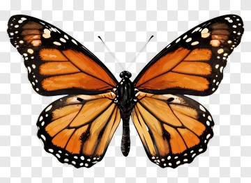 Monarch Butterfly PNG