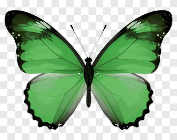 Green Butterfly PNG