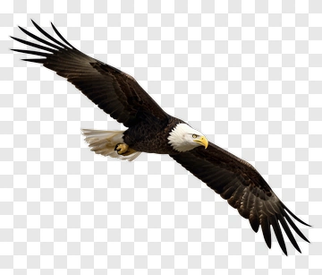 Bald Eagle In Flight PNG
