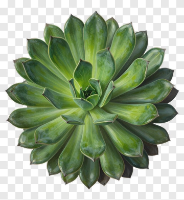Green Succulent Plant PNG