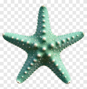Starfish PNG