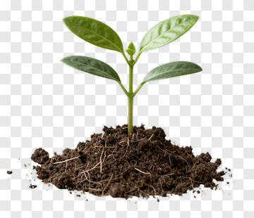 Young Plant Growing In Soil PNG