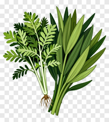 Fresh Green Herbs PNG