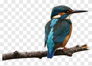 Kingfisher Bird Perched On A Branch PNG
