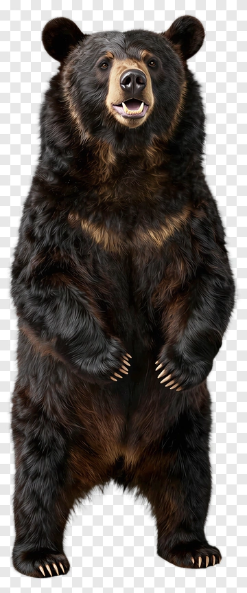 3D Bear Standing Upright PNG