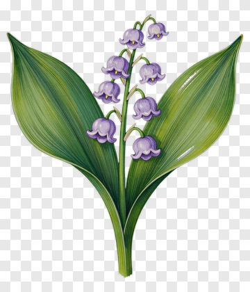 Purple Lily Of The Valley Flower PNG