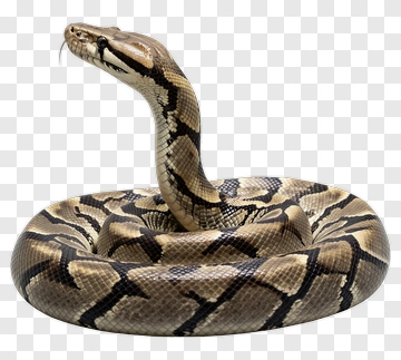 Python Snake Coiled In A Defensive Position PNG