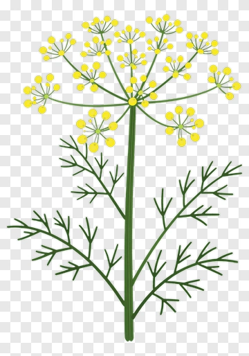 Illustration Of A Dill Plant With Yellow Flowers PNG