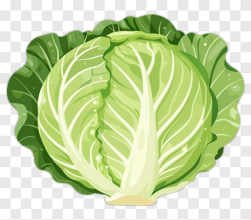 Fresh Green Cabbage PNG