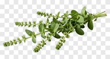 Fresh Basil Herb Sprig PNG