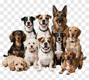 Happy Group Of Dogs PNG