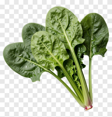 Fresh Green Spinach Leaves PNG