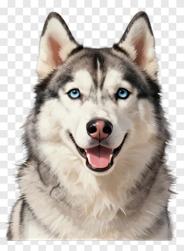 Siberian Husky With Blue Eyes PNG