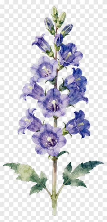 Watercolor Bluebell Flower PNG